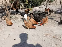 Chickens — Foto 3