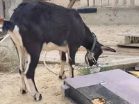 Dişi keçi, Alpine goat — foto 5