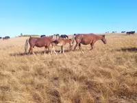 Yegua, Horse breed — foto 1