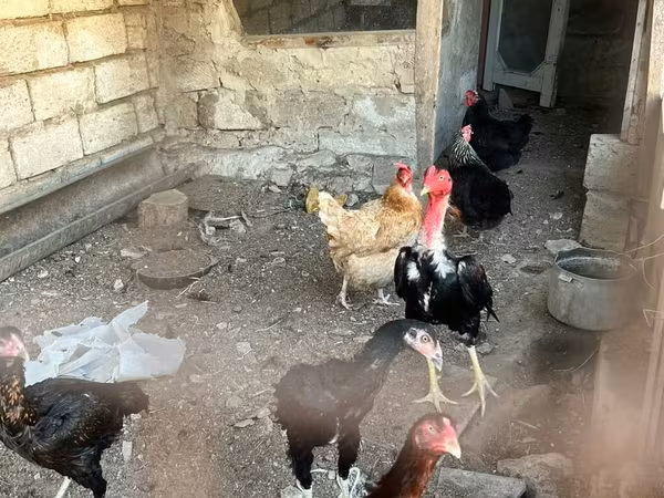 Chickens