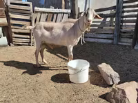 Ziegenbock, Saanen goat — Foto 1