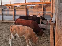 ثور, الماشية — الصورة 8