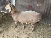 Widder, Hissar sheep — Foto 2