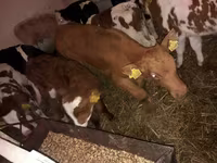 Бұқа, Simmental cattle — 2-сурет
