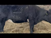 Cow, Aberdeen-Angus — photo 3
