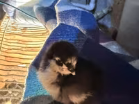 Australorp — Foto 1