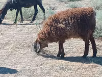 公羊, Edilbay sheep — 照片 3