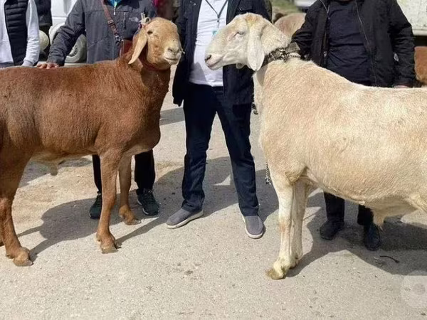 كبش, الأغنام