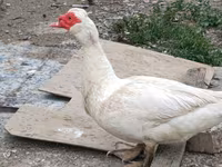 Ducks — 照片 2