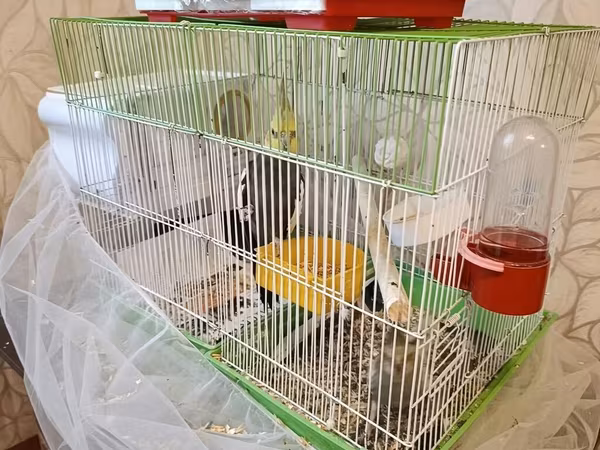Nimfa (cockatiel) cütlüyü və qəfəs dəsti - Növ: Nimfa tutuquşusu
