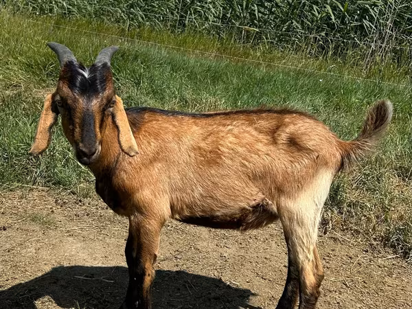公山羊, Nubian Goat