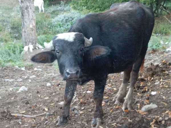 Bulle, Afrikanischer Büffel
