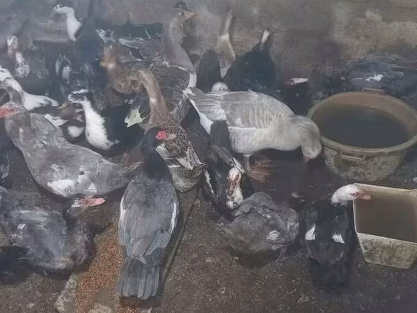 pato criollo doméstico