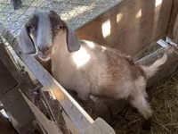 Cabra, Cabras — foto 4
