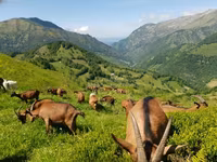 Dişi keçi, Alpine goat — foto 1