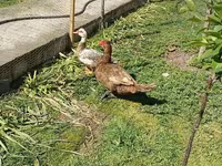 Ducks — 2-сурет