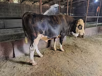 Bulle, Simmental cattle — Foto 2