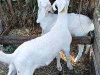 Keçi, Saanen goat — foto 2