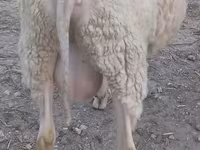 كبش, الأغنام — الصورة 2