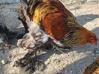 Brahma — Foto 6