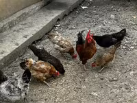 Chickens — 5-сурет