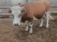 بقرة, Simmental cattle — الصورة 1