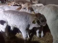 Toro, Simmental cattle — foto 4