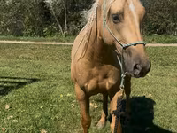 Stute, Quarter Horse — Foto 2