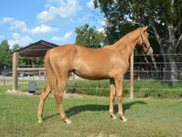 فرس, Rocky Mountain Horse — الصورة 3