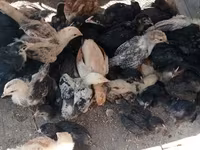 Chickens — Foto 2