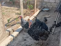 Turkeys — 4-rasm