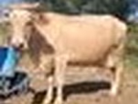 İnək, Latvian Blue cattle — foto 4