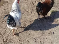 Chickens — Foto 2