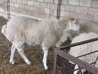 Toro, Russian Black pied cattle — foto 3