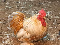 كوشين — الصورة 1