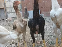 Chickens — الصورة 5