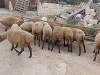Qoyun, Qoyunlar — foto 8
