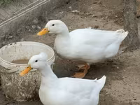 Deutscher Pekin — Foto 6