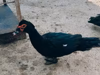 Ducks — الصورة 1