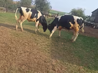 Toro, Russian Black pied cattle — foto 3