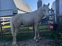Aygʻir, Palomino — 3-rasm