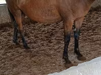 Stute, Horse breed — Foto 1