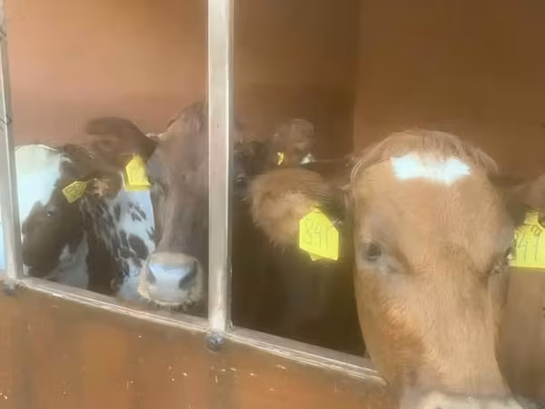 母牛, Swiss cattle