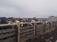 母牛, Holstein breed — 照片 3