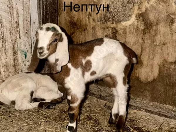 Keçi, Kamori goats