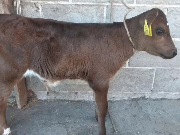Бұқа, Лимузин сиыры