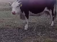 Sigir, Latvian Blue cattle — 4-rasm