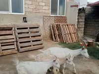 बकरी, Saanen goat — फ़ोटो 3
