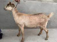 Ziege, Alpine goat — Foto 5