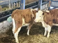 牛只（批次，未指定性别）, Cattle — 照片 3